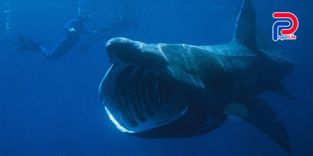 Top 10 loài sinh vật kỳ quái ẩn náu dưới biển sâu