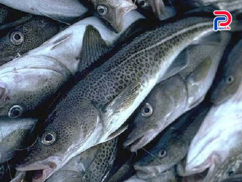 Top 8 loại hải sản giàu chất dinh dưỡng và tốt cho cơ thể